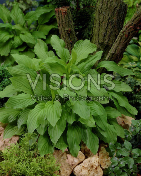 Hosta Royal Standard Hosta Royal Standard