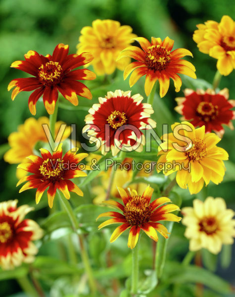 Zinnia Persian Carpet mixed Zinnia Persian Carpet mixed