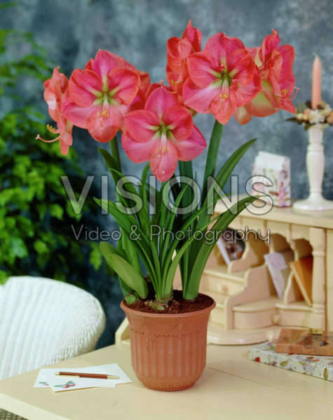 Hippeastrum Vera
