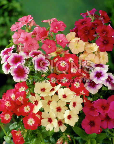 Phlox mixed