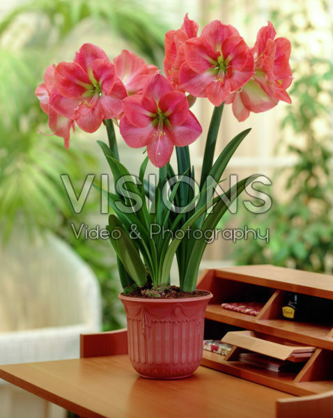 Hippeastrum Vera  