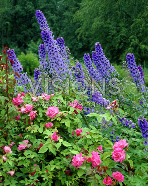 Delphinium blue Delphinium blue