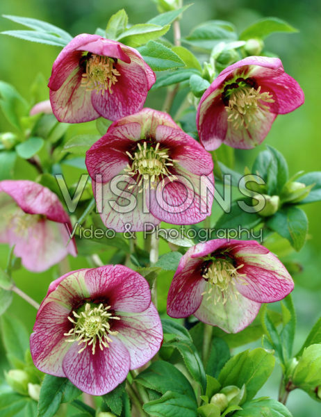 Helleborus orientalis Helleborus orientalis