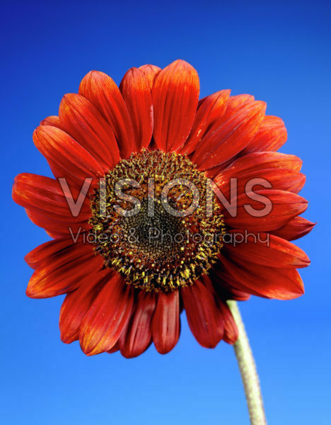 Helianthus red