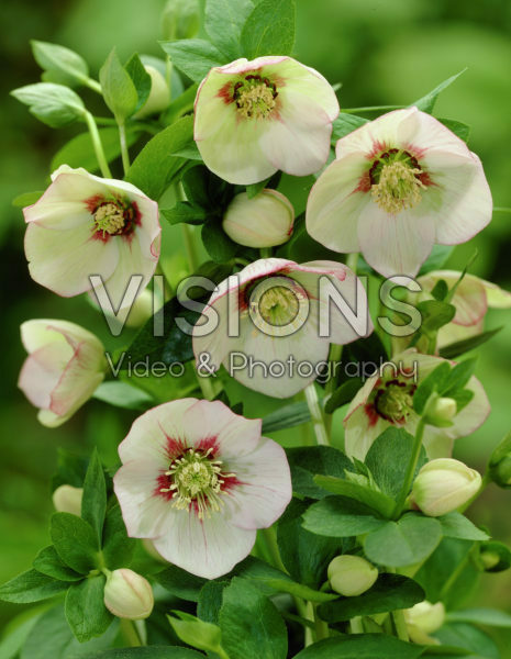 Helleborus orientalis Helleborus orientalis