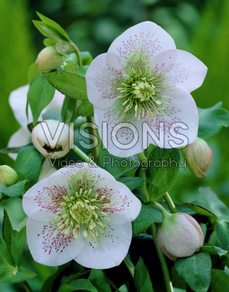 Helleborus orientalis Helleborus orientalis