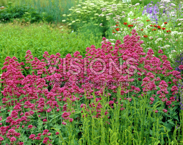 Centranthus ruber Centranthus ruber