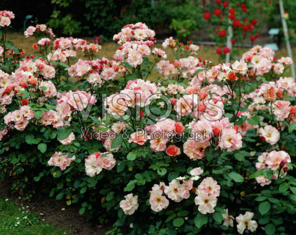Rosa Mullard Jubilee Rosa Mullard Jubilee
