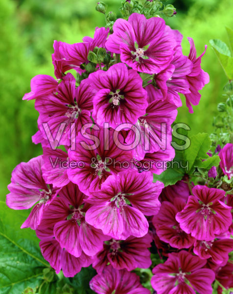Malva sylvestris Malva sylvestris