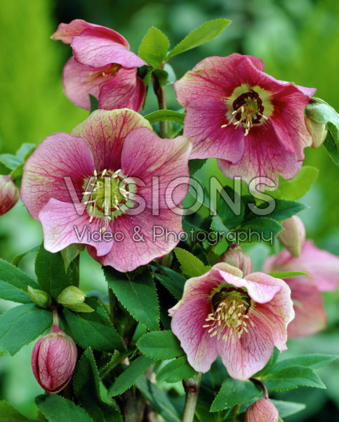 Helleborus orientalis 