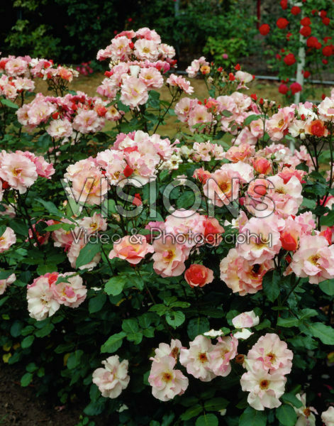Rosa Mullard Jubilee