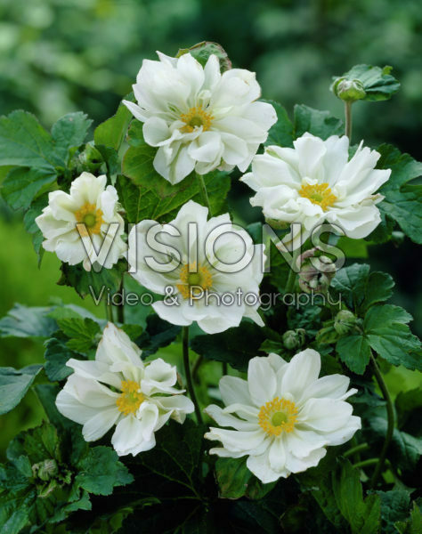 Anemone x hybrida Whirlwind Anemone x hybrida Whirlwind