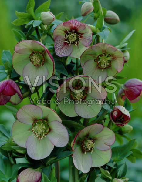 Helleborus orientalis Helleborus orientalis