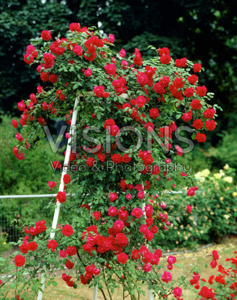 Rosa Paul's Scarlet Climber