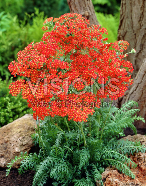 Achillea Walther Funcke Achillea Walther Funcke