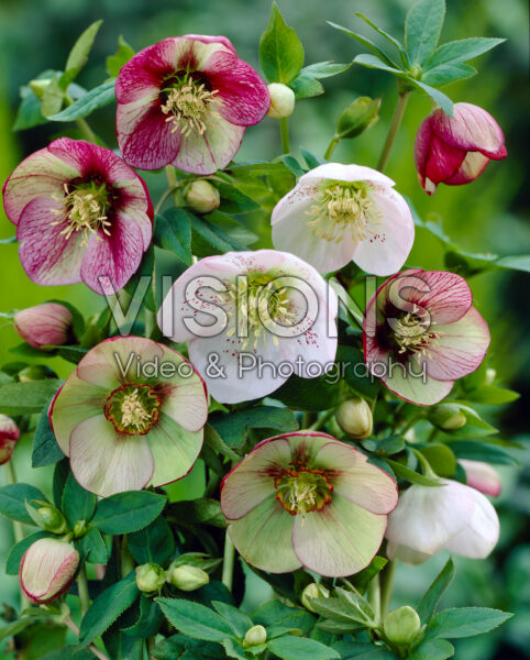 Helleborus orientalis mixed