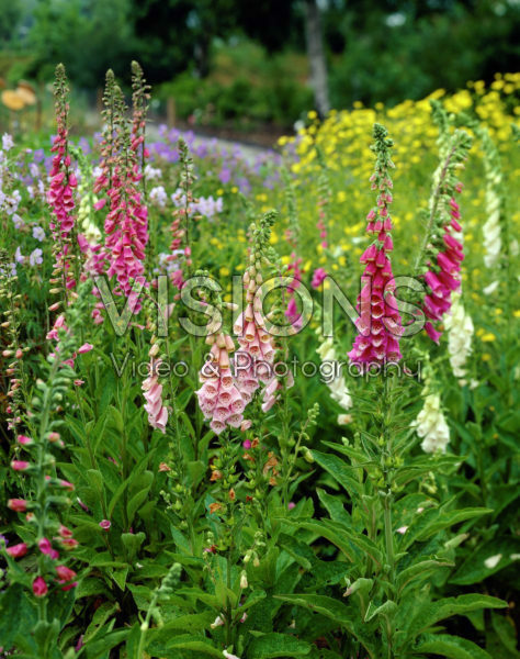 Digitalis purpurea mixed