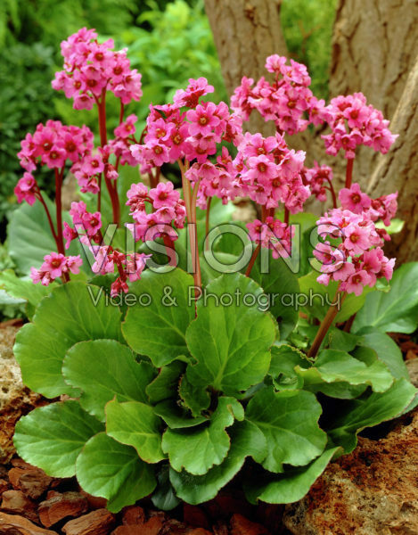 Bergenia Morgenrote Bergenia Morgenrote