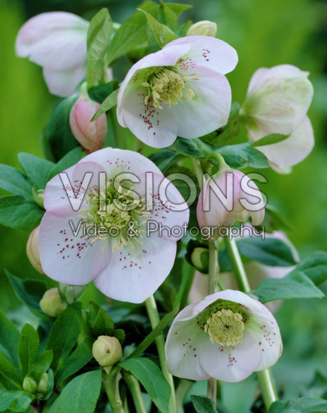 Helleborus orientalis Helleborus orientalis