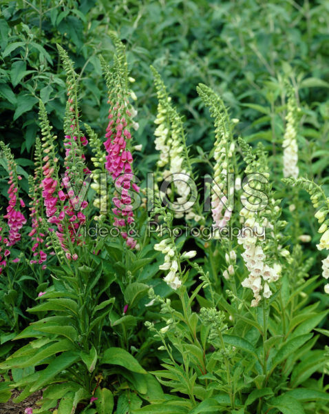 Digitalis purpurea mixed Digitalis purpurea mixed