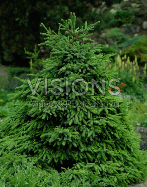 Picea Picea