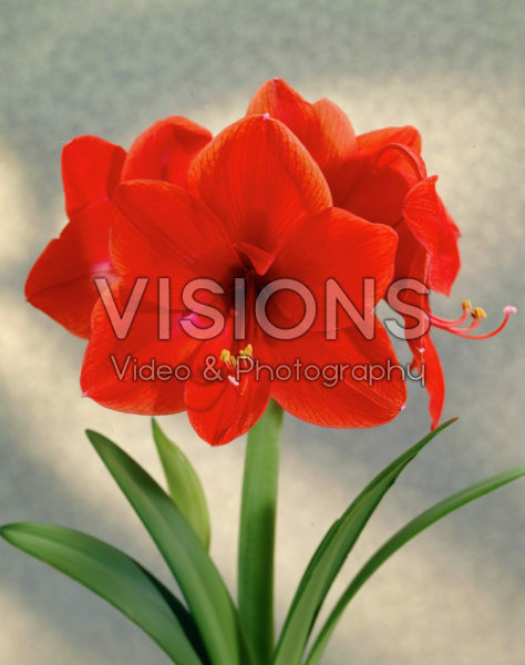 Hippeastrum Eos