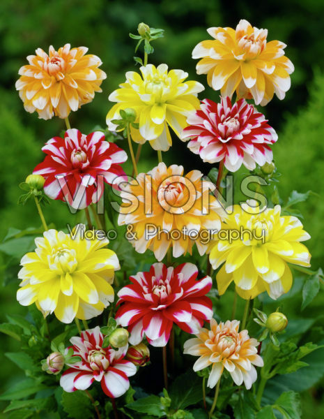 Dahlia mixed Dahlia mixed