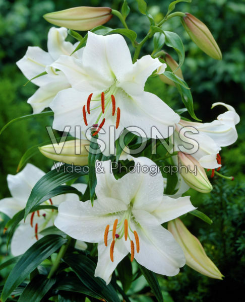 Lilium Casa Blanca Lilium Casa Blanca