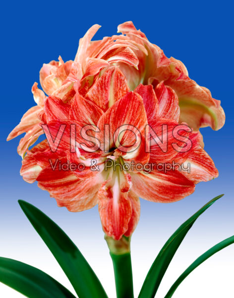 Hippeastrum Lady Jane 