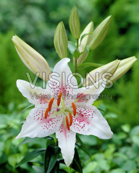 Lilium Muscadet Lilium Muscadet