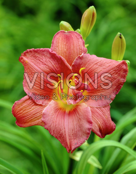 Hemerocallis Maw Maw Hemerocallis Maw Maw