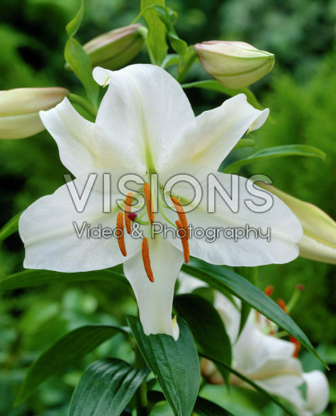 Lilium Casa Blanca