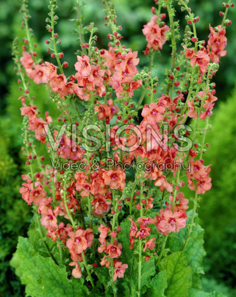 Verbascum Royal Highland Verbascum Royal Highland