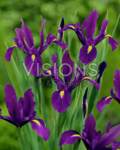 Iris Purple Sensation Iris Purple Sensation