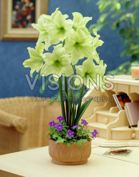 Hippeastrum Lemon Lime ® Hippeastrum Lemon Lime ®