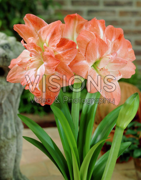 Hippeastrum Andes Hippeastrum Andes