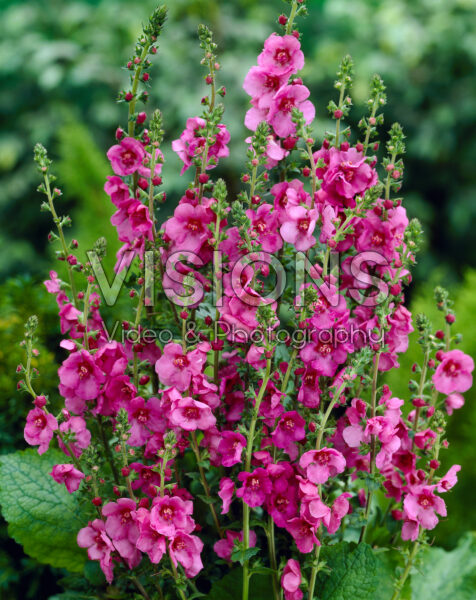 Verbascum Pink Diamond Verbascum Pink Diamond