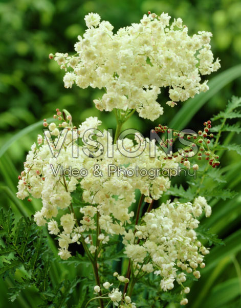 Filipendula vulgaris Plena Filipendula vulgaris Plena