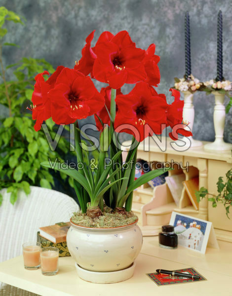 Hippeastrum Red Lion Hippeastrum Red Lion