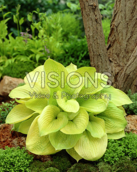Hosta Zounds Hosta Zounds
