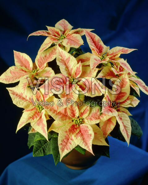 Euphorbia pulcherrima yellow / pink Euphorbia pulcherrima yellow / pink