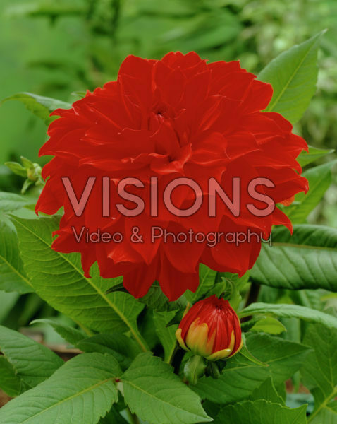 Dahlia Barbarossa Dahlia Barbarossa