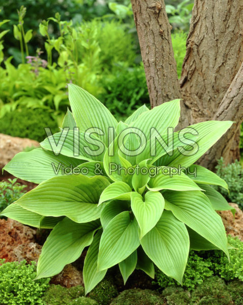 Hosta Green Acres Hosta Green Acres