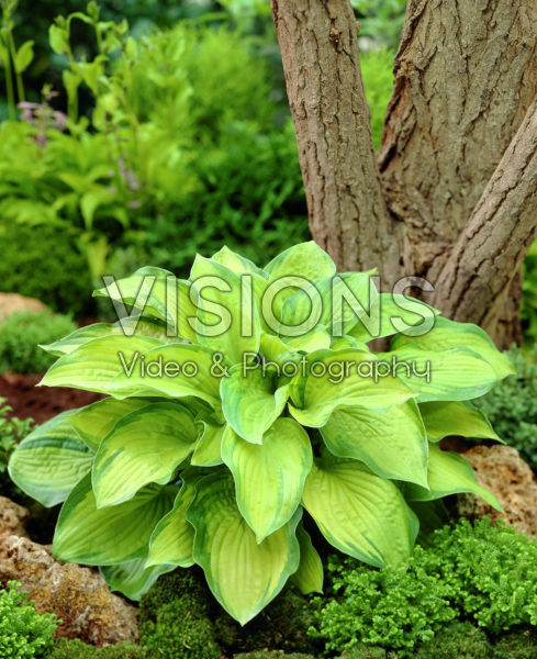 Hosta September Sun Hosta September Sun
