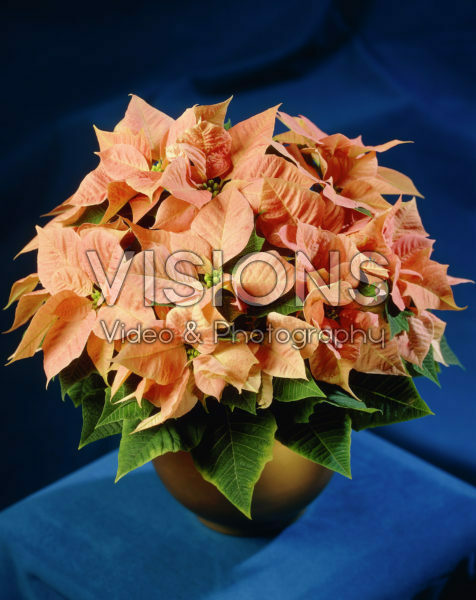 Euphorbia pulcherrima pink