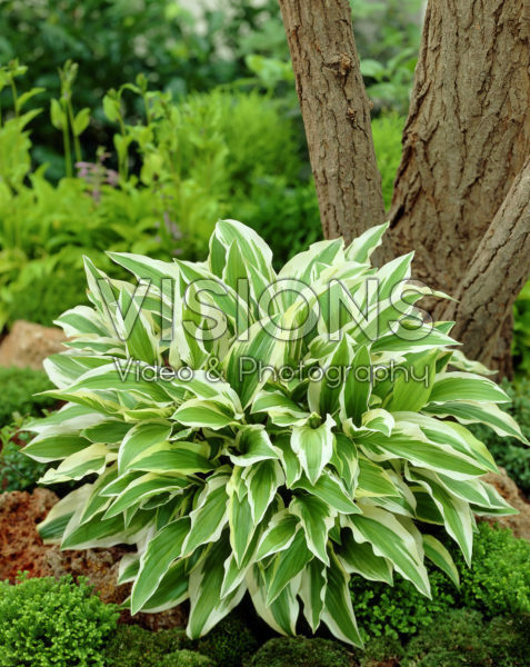 Hosta Yellow Splash Rim Hosta Yellow Splash Rim