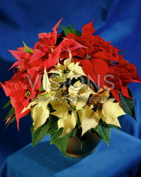 Euphorbia pulcherrima mixed Euphorbia pulcherrima mixed