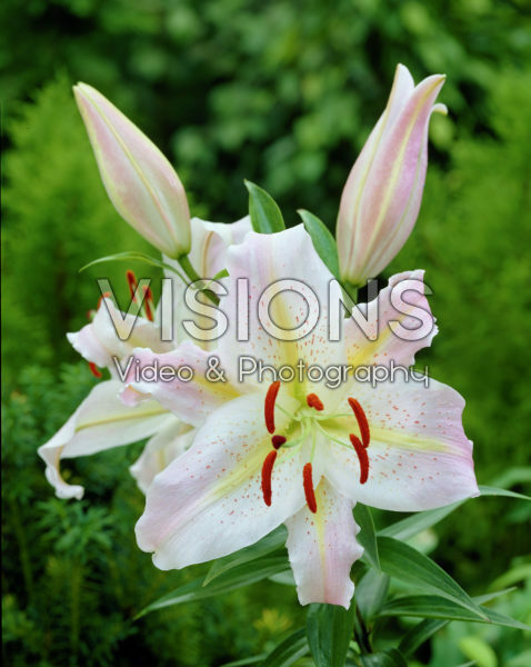 Lilium Noblesse Lilium Noblesse