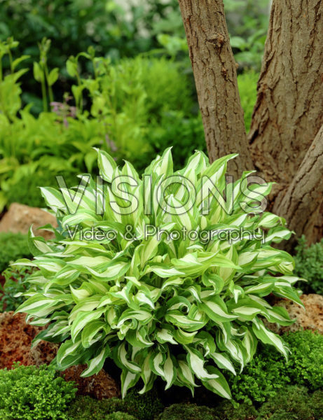 Hosta Silver Kabitan Hosta Silver Kabitan