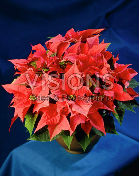 Euphorbia pulcherrima red Euphorbia pulcherrima red